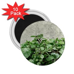 Plants Against Concrete Wall Background 2.25  Magnets (10 pack) 