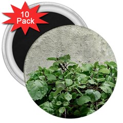 Plants Against Concrete Wall Background 3  Magnets (10 pack) 