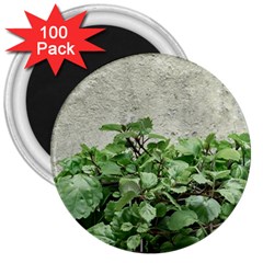 Plants Against Concrete Wall Background 3  Magnets (100 pack)