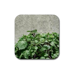 Plants Against Concrete Wall Background Rubber Coaster (Square) 