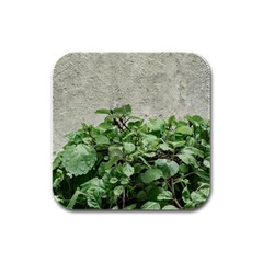 Plants Against Concrete Wall Background Rubber Square Coaster (4 pack) 