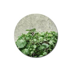 Plants Against Concrete Wall Background Magnet 3  (Round)