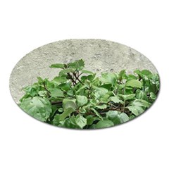 Plants Against Concrete Wall Background Oval Magnet