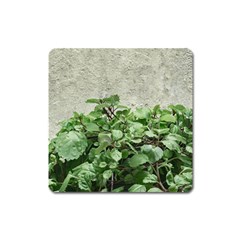 Plants Against Concrete Wall Background Square Magnet