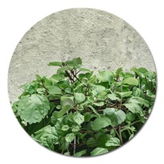 Plants Against Concrete Wall Background Magnet 5  (Round)