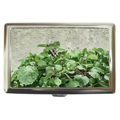 Plants Against Concrete Wall Background Cigarette Money Cases