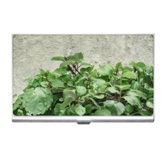 Plants Against Concrete Wall Background Business Card Holders