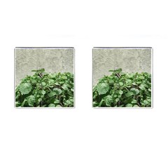 Plants Against Concrete Wall Background Cufflinks (Square)