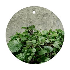 Plants Against Concrete Wall Background Round Ornament (Two Sides)