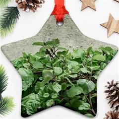 Plants Against Concrete Wall Background Star Ornament (two Sides) by dflcprints