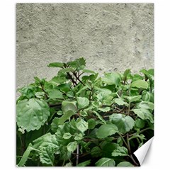 Plants Against Concrete Wall Background Canvas 8  X 10  by dflcprints