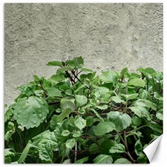 Plants Against Concrete Wall Background Canvas 12  x 12  