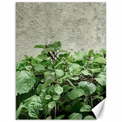 Plants Against Concrete Wall Background Canvas 12  x 16  