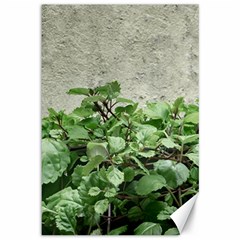 Plants Against Concrete Wall Background Canvas 12  x 18  