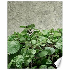 Plants Against Concrete Wall Background Canvas 16  x 20  