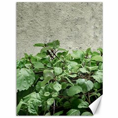 Plants Against Concrete Wall Background Canvas 36  x 48  