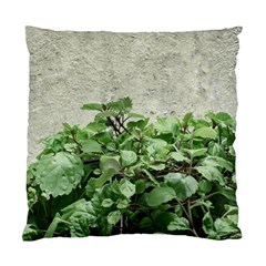 Plants Against Concrete Wall Background Standard Cushion Case (two Sides) by dflcprints