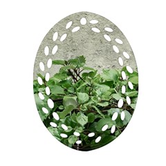 Plants Against Concrete Wall Background Ornament (Oval Filigree)