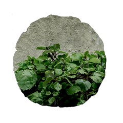 Plants Against Concrete Wall Background Standard 15  Premium Round Cushions