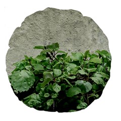 Plants Against Concrete Wall Background Large 18  Premium Round Cushions