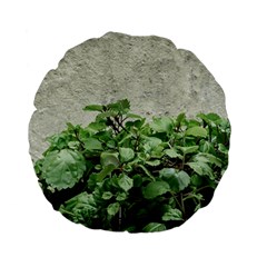 Plants Against Concrete Wall Background Standard 15  Premium Flano Round Cushions