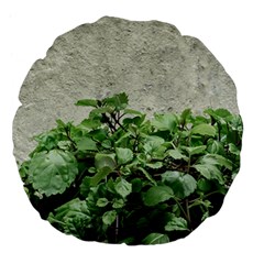 Plants Against Concrete Wall Background Large 18  Premium Flano Round Cushions