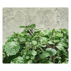 Plants Against Concrete Wall Background Double Sided Flano Blanket (small)  by dflcprints