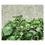 Plants Against Concrete Wall Background Double Sided Flano Blanket (Small)  50 x40  Blanket Front