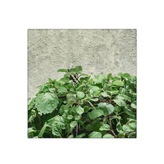 Plants Against Concrete Wall Background Satin Bandana Scarf