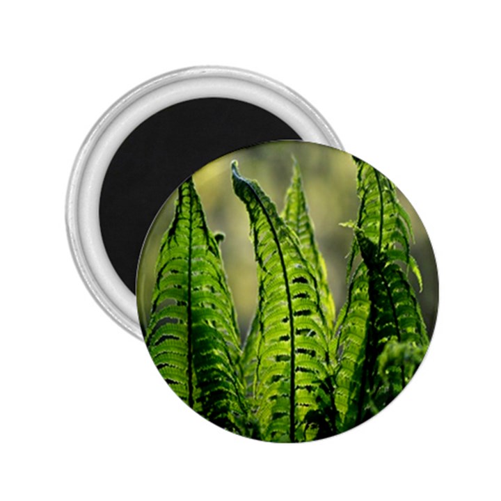 Fern Ferns Green Nature Foliage 2.25  Magnets