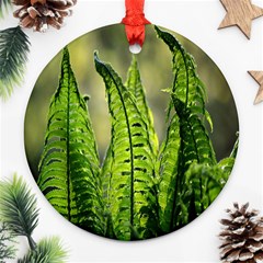 Fern Ferns Green Nature Foliage Ornament (round) by Nexatart