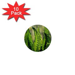 Fern Ferns Green Nature Foliage 1  Mini Magnet (10 Pack) 