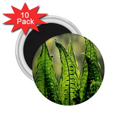 Fern Ferns Green Nature Foliage 2 25  Magnets (10 Pack)  by Nexatart