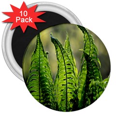 Fern Ferns Green Nature Foliage 3  Magnets (10 Pack) 