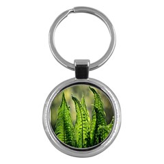 Fern Ferns Green Nature Foliage Key Chains (round)  by Nexatart