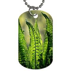 Fern Ferns Green Nature Foliage Dog Tag (one Side)