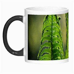 Fern Ferns Green Nature Foliage Morph Mugs by Nexatart