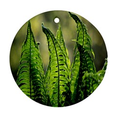 Fern Ferns Green Nature Foliage Round Ornament (two Sides) by Nexatart