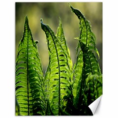 Fern Ferns Green Nature Foliage Canvas 18  X 24   by Nexatart