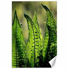 Fern Ferns Green Nature Foliage Canvas 20  X 30  