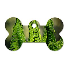 Fern Ferns Green Nature Foliage Dog Tag Bone (one Side)