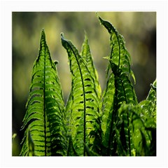 Fern Ferns Green Nature Foliage Medium Glasses Cloth by Nexatart