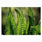 Fern Ferns Green Nature Foliage Large Glasses Cloth Front