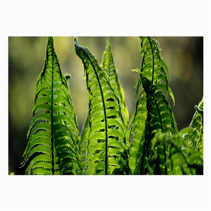 Fern Ferns Green Nature Foliage Large Glasses Cloth