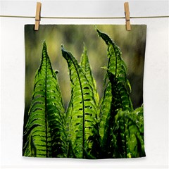 Fern Ferns Green Nature Foliage Face Towel