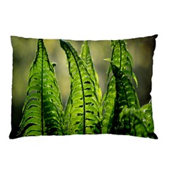 Fern Ferns Green Nature Foliage Pillow Case by Nexatart