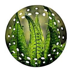 Fern Ferns Green Nature Foliage Round Filigree Ornament (two Sides) by Nexatart