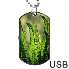 Fern Ferns Green Nature Foliage Dog Tag Usb Flash (one Side)