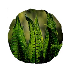 Fern Ferns Green Nature Foliage Standard 15  Premium Round Cushions by Nexatart