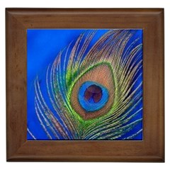 Blue Peacock Feather Framed Tiles by Amaryn4rt